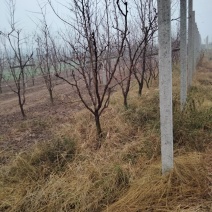 冬枣树