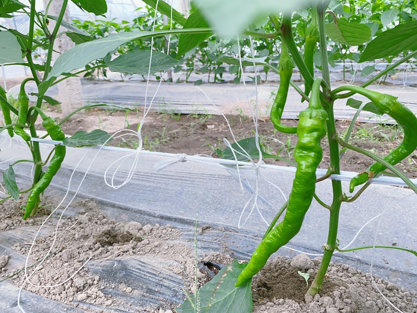 小米椒避雨栽培模式示意图