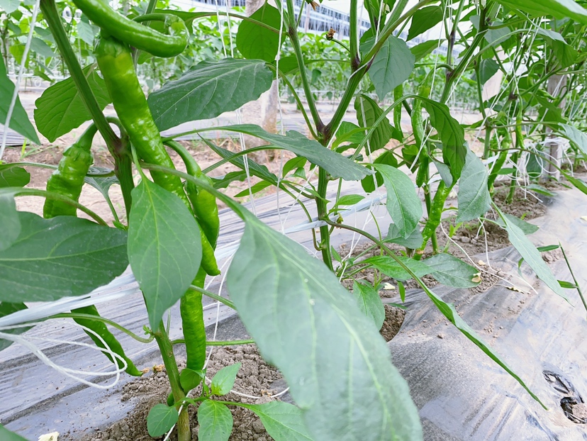 贵州遵义小米椒种植基地航拍图