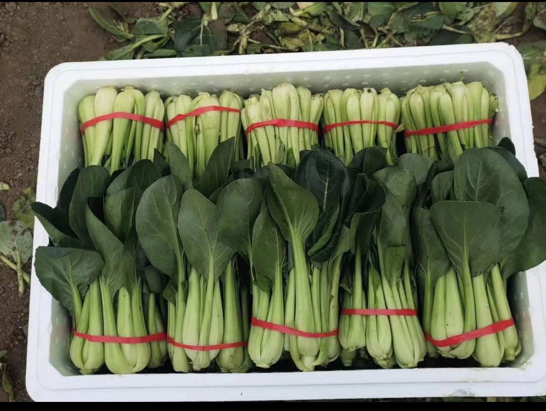 展示油菜、菠菜、生菜等绿叶蔬菜拼盘,搭配清淡调料,突出健康饮食主题 健康绿叶蔬菜拼盘