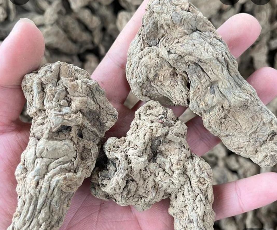 高清微距镜头拍摄:左侧为优质九蒸九晒怀地黄(乌黑油润、表面微泛蜡质光泽、质地柔韧可弯曲不断裂);右侧为劣质单蒸地黄(灰褐色、干硬易碎、断面纤维粗糙、可见白色盐霜结晶) 熟地黄原料特写对比图