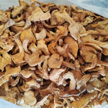 鸡油菌干菌子，云南野生菌，