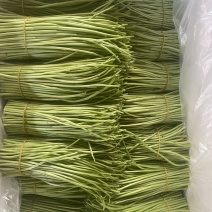 云南藜蒿