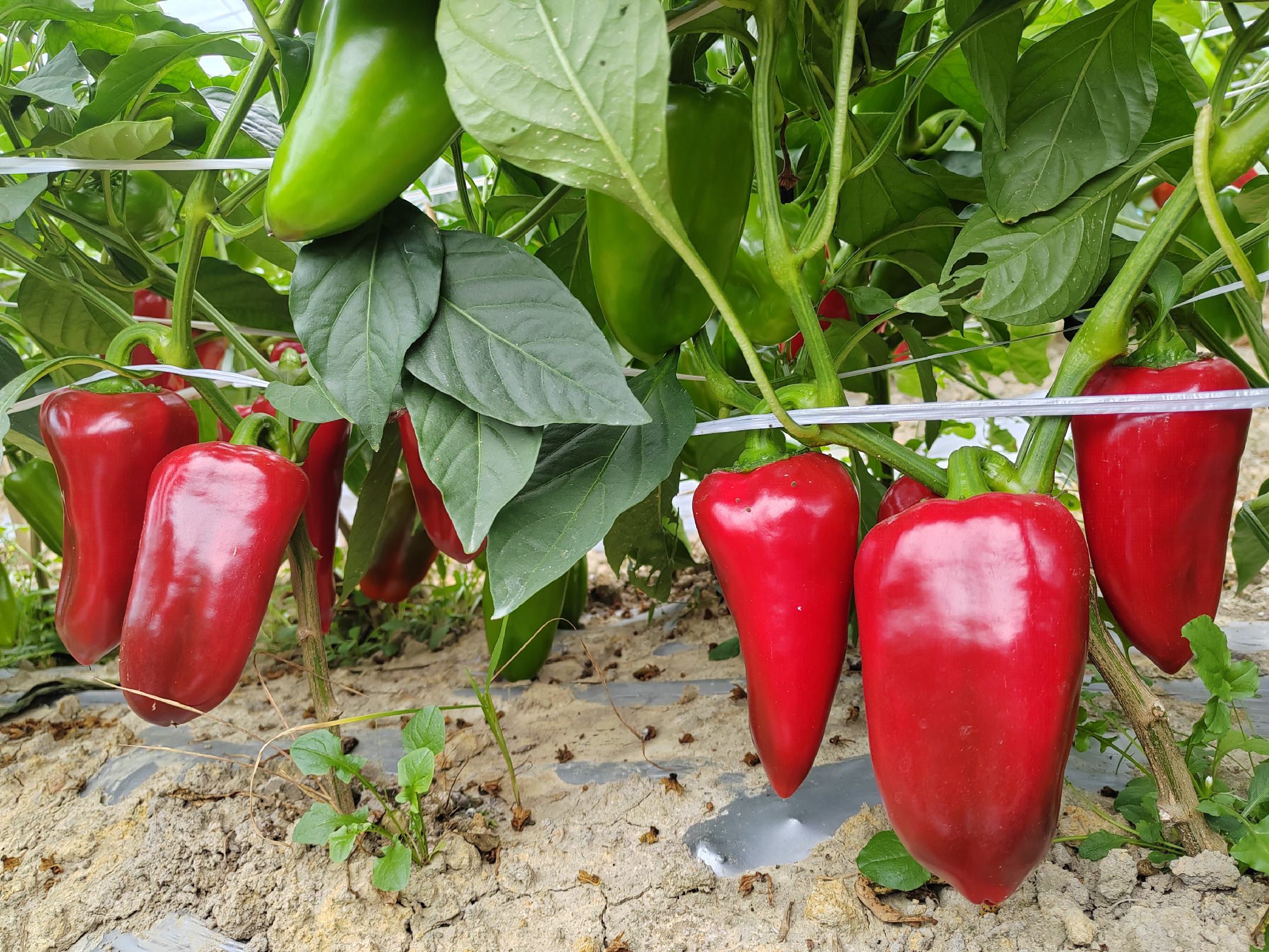 中红椒在田间种植场景