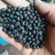 水蜡种子东北小叶女贞种子水蜡小苗及树苗提供种植技术