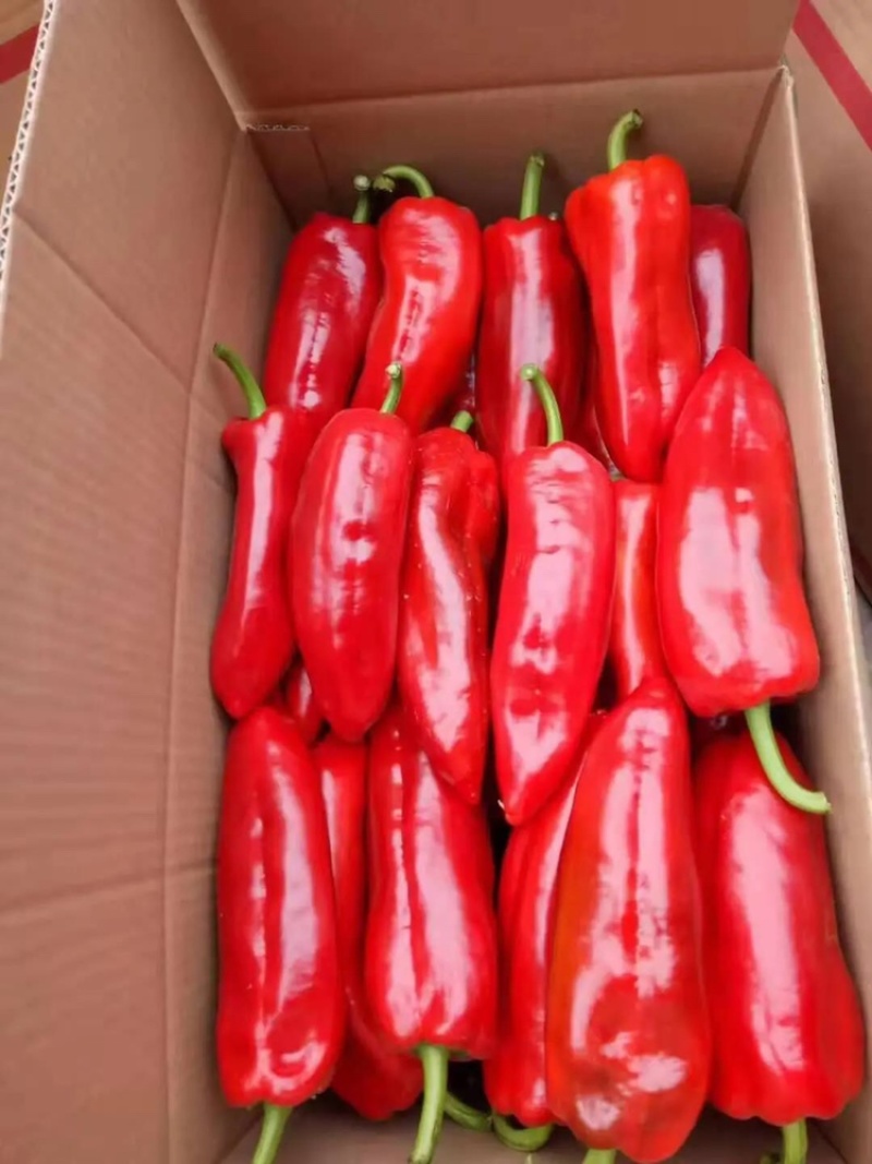 鲜辣椒,红泡椒货源充足,保质量耐储存,产地大量现货!