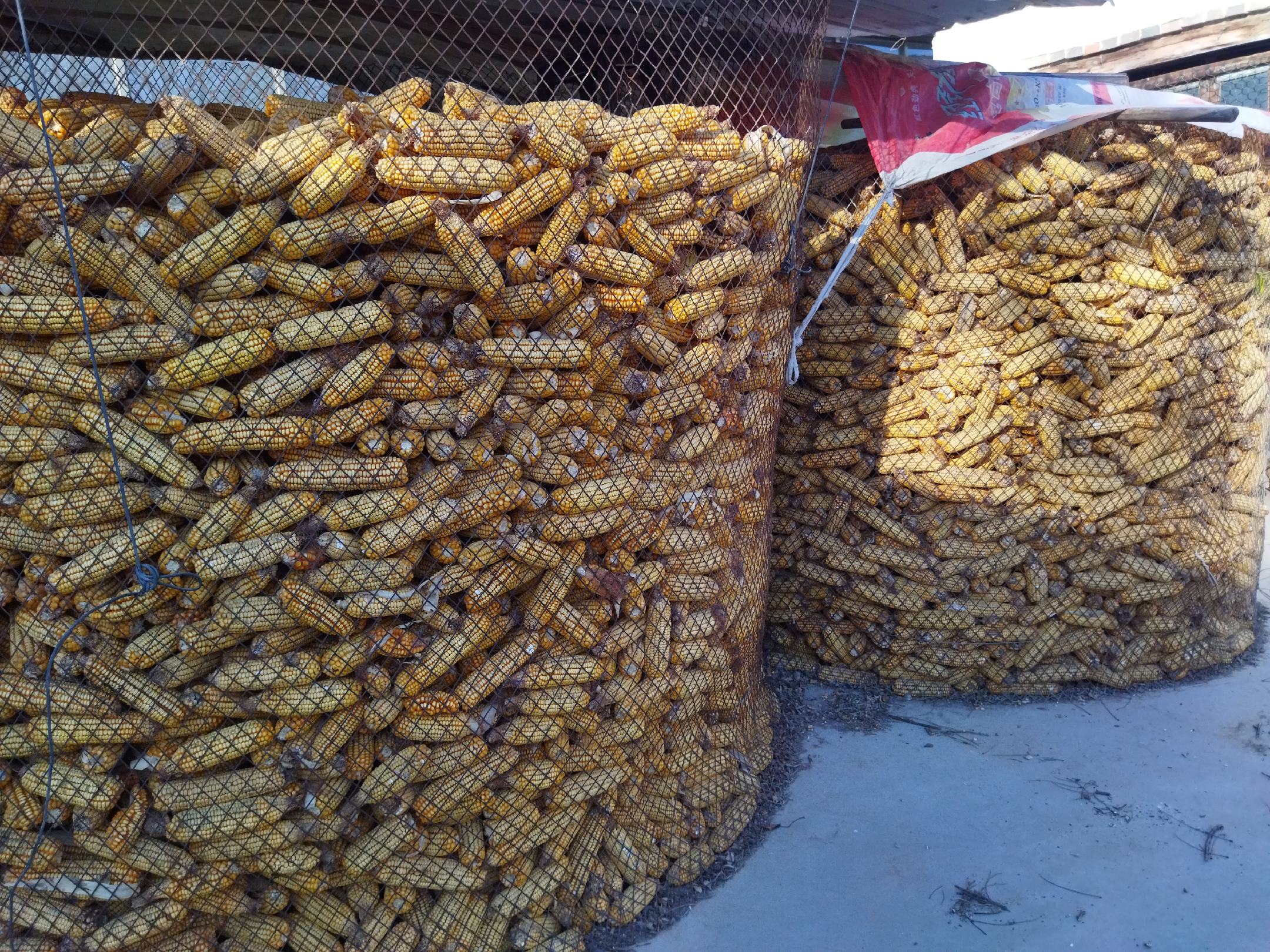 展示1斤玉米棒子与对应干玉米的实物对比,突出重量转化关系 玉米棒子与干玉米对比图