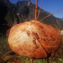 大凉山地瓜，冕宁县产地直销售凉暑地瓜大量上市，脆甜化渣