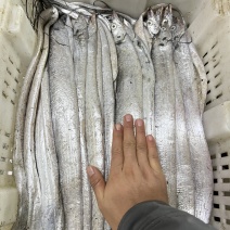 渤海湾刀鱼，2斤装，品质优良！