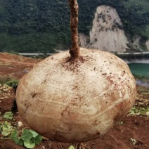 土瓜