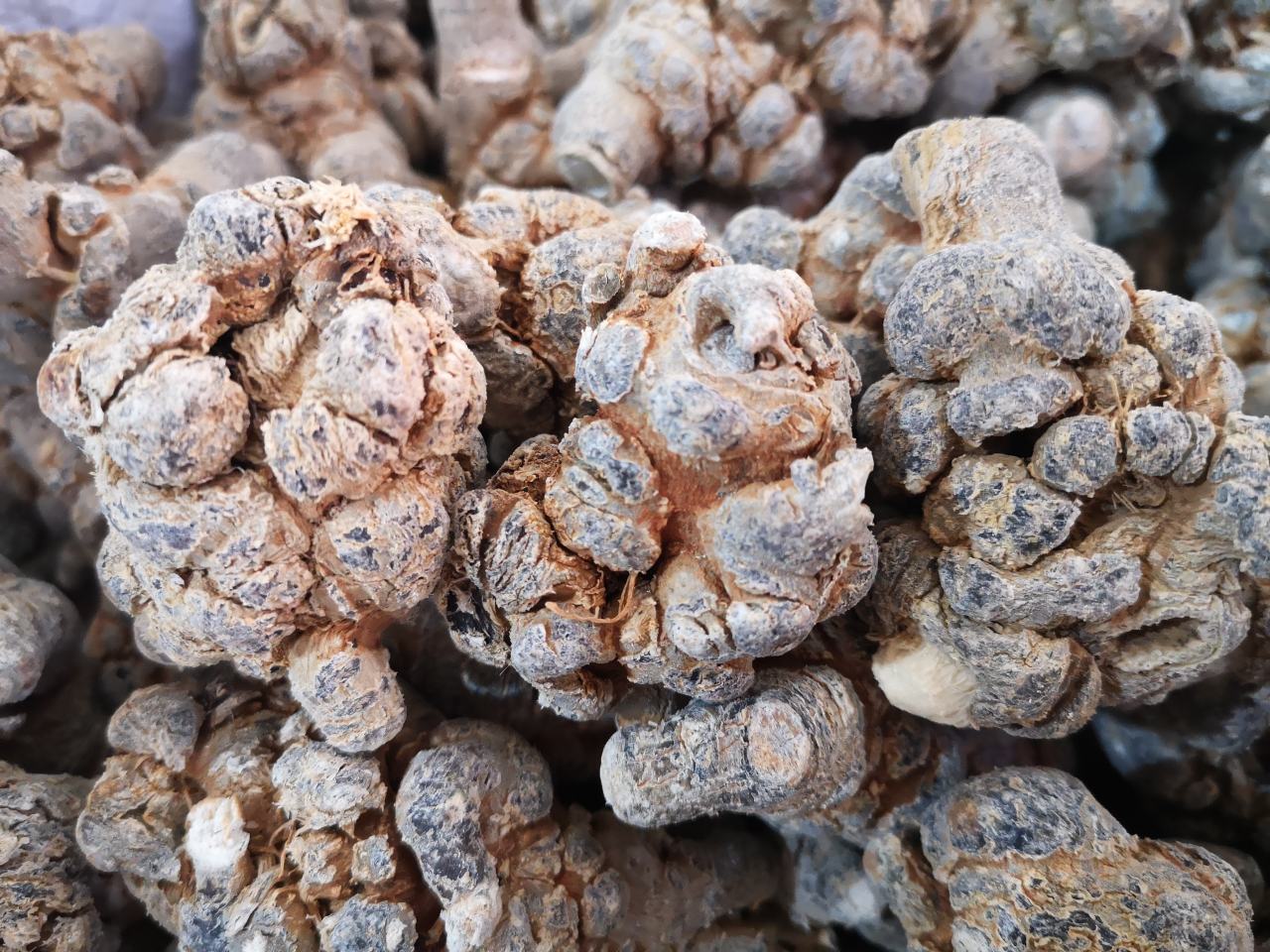 柱状图展示不同头数三七的平均总皂苷含量变化趋势,X轴为头数区间(20、30、40、60),Y轴为总皂苷含量(mg/g),配有误差棒和趋势线,图表标题为‘三七头数与皂苷含量负相关关系’ 三七皂苷含量与头数关系柱状图