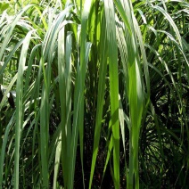 锯齿草鲁班草种子虉草种子家居美化植物都市阳台庭院绿化