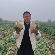 洋疙瘩芥菜疙瘩红皮疙瘩山东千亩种植基地品质保证