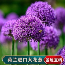 大花葱种球荷兰进口耐寒花卉种球大葱花球根花海花卉种子