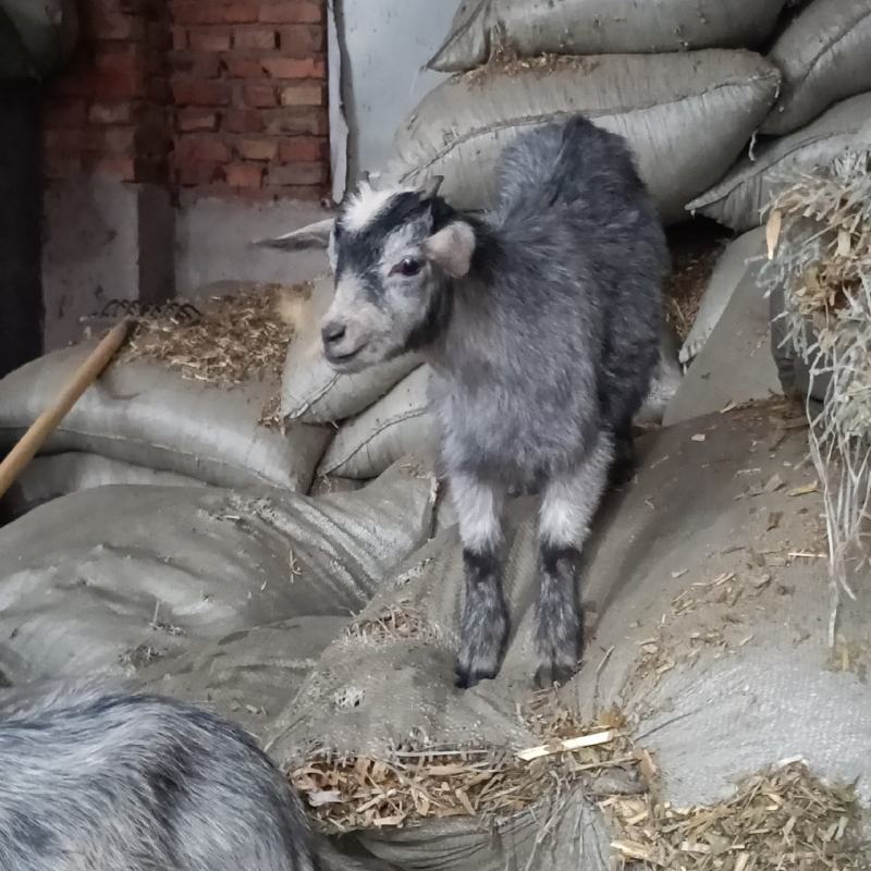 鲁西南纯种青山羊,一月龄羊羔,抗寒耐热好饲养