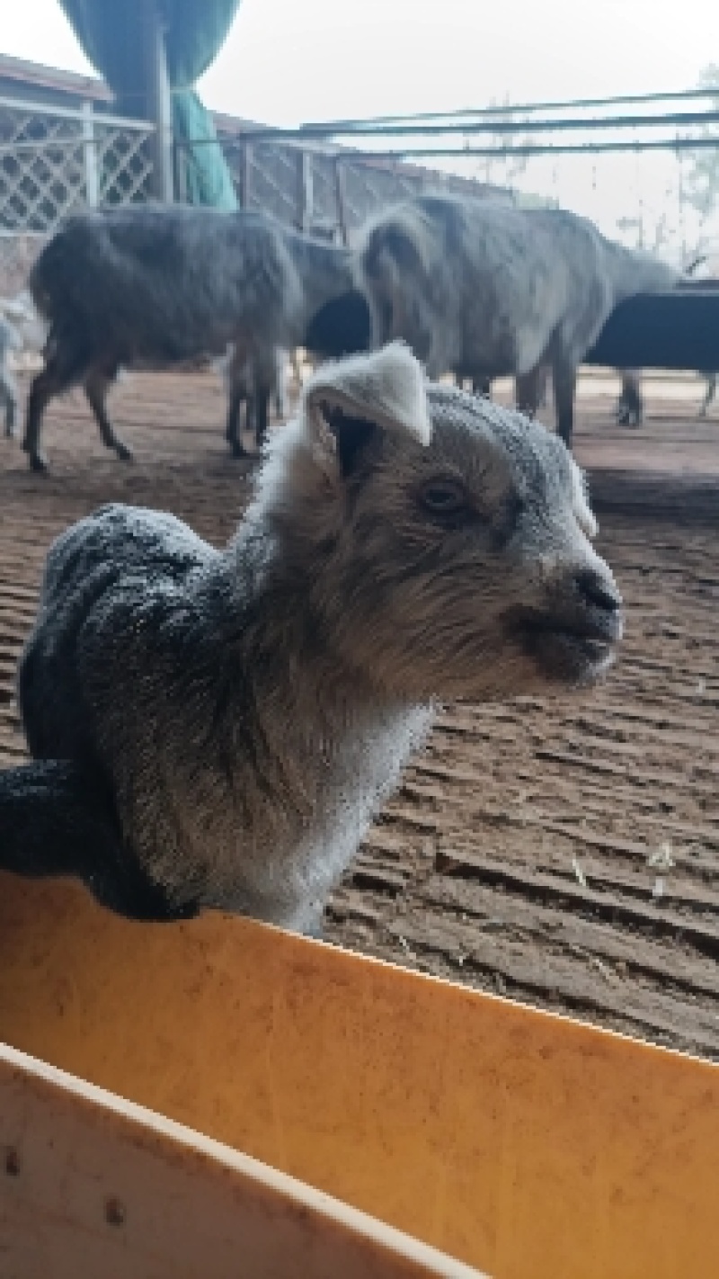 鲁西南纯种青山羊,一月龄羊羔,抗寒耐热好饲养