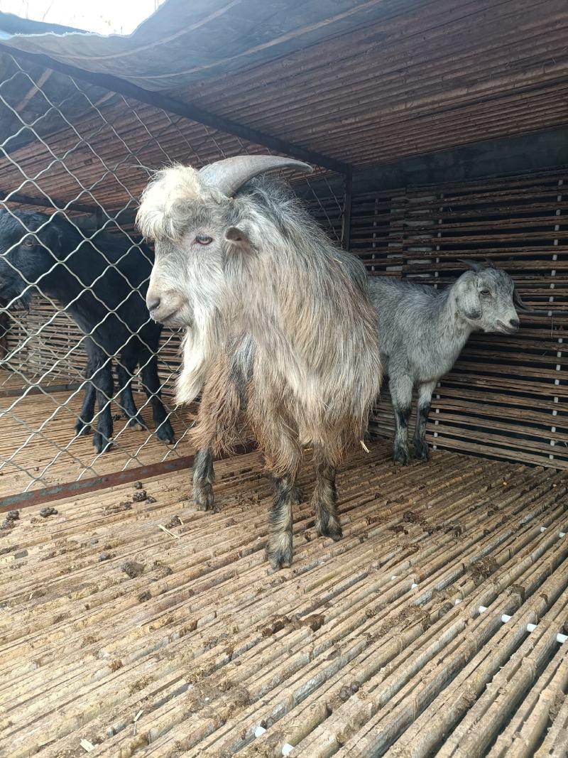 山东济宁梁山县活羊 4800.00元/个鲁西南纯种