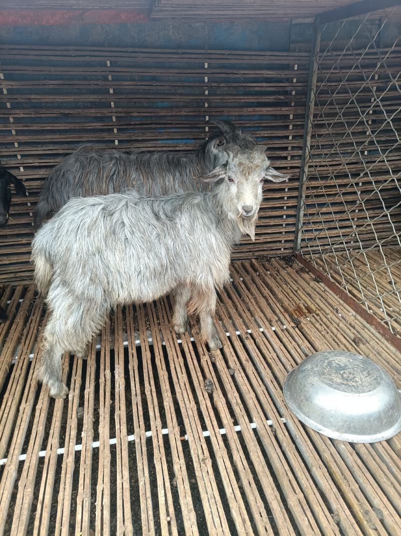 鲁西南纯种青山羊,一月龄羊羔,抗寒耐热好饲养