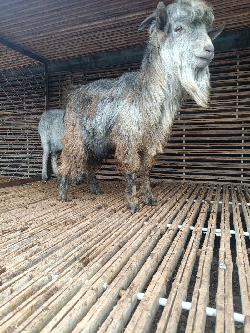 鲁西南纯种青山羊,一月龄羊羔,抗寒耐热好饲养