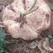 地瓜