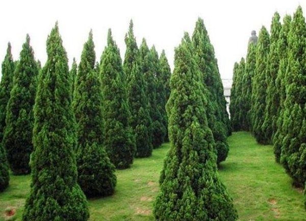 龙柏整体树形展示