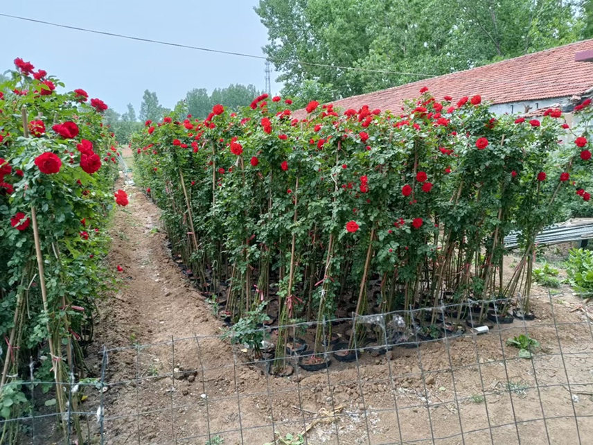 藤本月季品种对比图