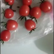 圣女果基地济阳区跺石口感好品质高。有需要的联系我。
