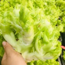 儿菜：