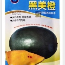 黑美橙西瓜种子易管理口感好不空心含糖量高好吃