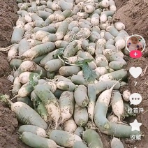 湖北省枣阳市熊集镇前营河地萝卜