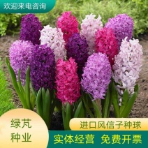 进口重瓣风信子种球盆栽大球水培土养培花苗室内水养花卉植物