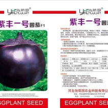 紫丰一号茄子种子