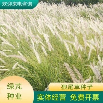 护坡草种子观赏狼尾草种子狗尾巴草种子猫尾巴草种子四季易种