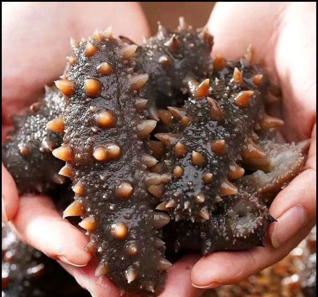 海参、田七、洋参炖汤食材展示