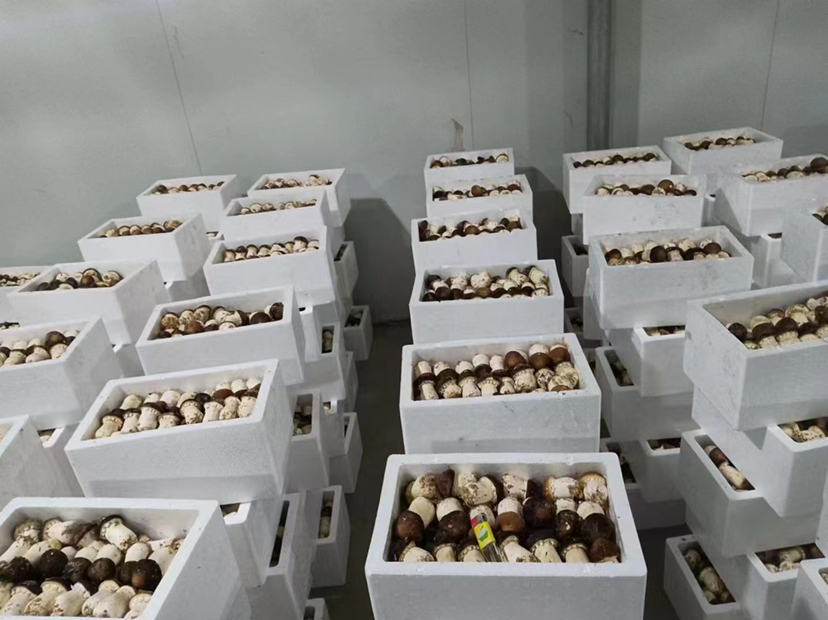 图中展示了赤松茸用纸巾包裹后放入纸袋,并标注了适宜冷藏的温度范围 赤松茸冷藏包装示意图