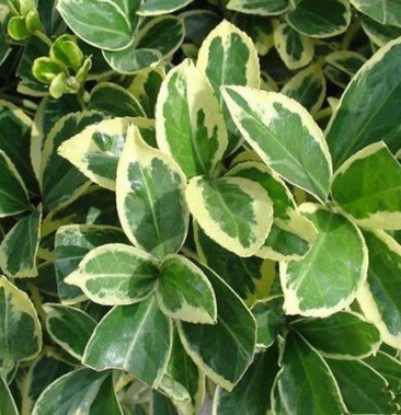 [批发]金边黄杨小苗价格0.50元/棵 - 一亩田