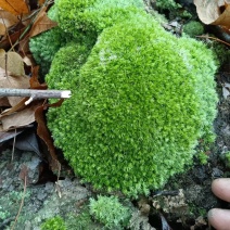 卡斯特地区优质苔藓