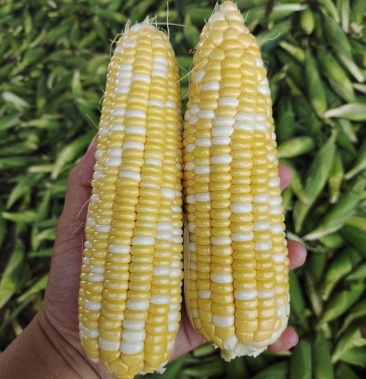 斤产地广东湛江徐闻县物流整车·其他;按斤收费规格通货,双色玉米1