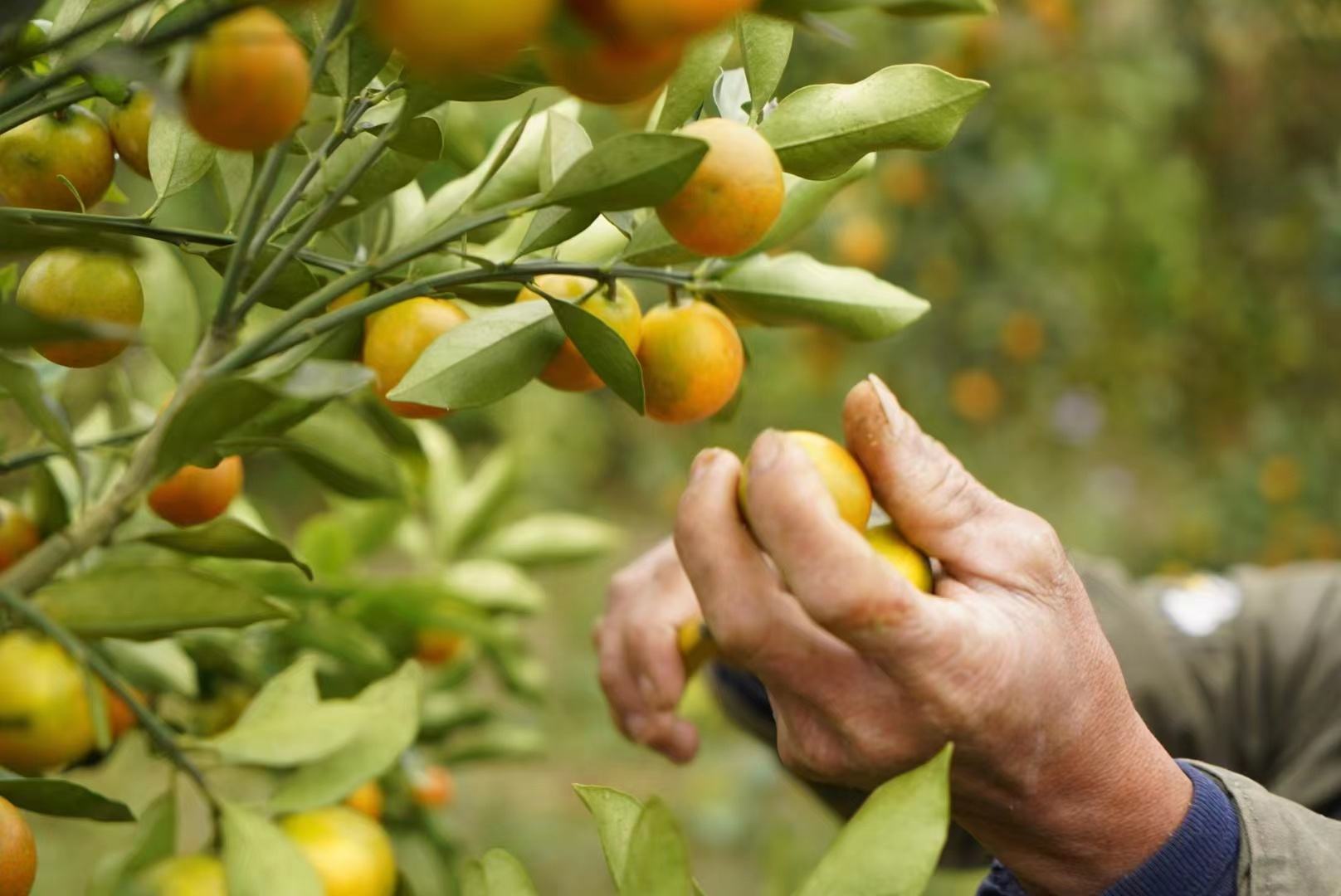 融安金桔采摘现场特写