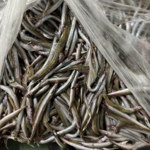7-9小条沙里钻，新货上市，按需加工，诚邀合作
