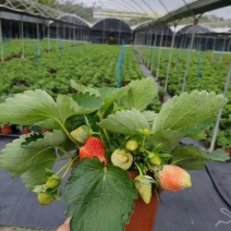 草莓草莓香甜可口草莓盆栽奶油甜茶礼各式各样精品草莓盆栽
