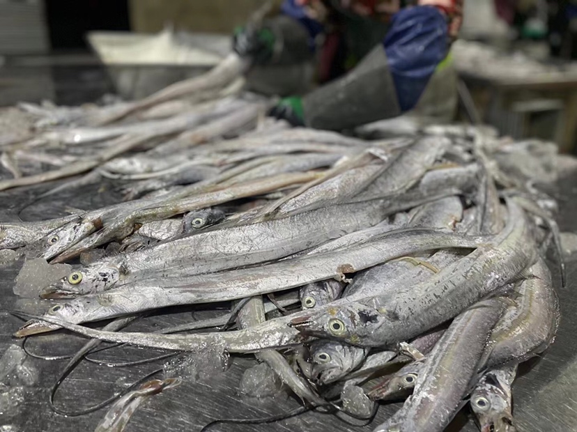 秋季东海渔港满载带鱼归航场景