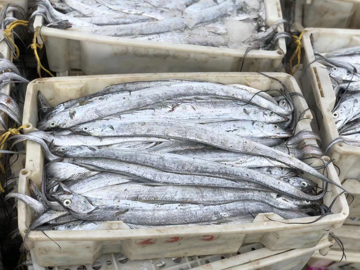 浙江舟山渔民正在分拣新鲜梭子蟹