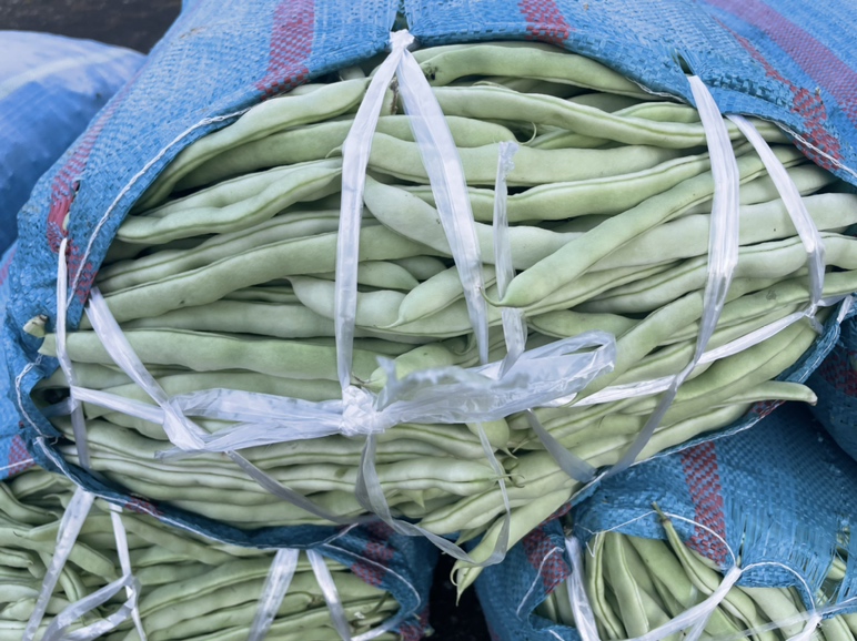 四季豆营养信息可视化图表：左侧柱状图对比四季豆、菠菜、西兰花的膳食纤维（g/100g）、维生素K1（μg/100g）、叶酸（μg/100g）数值；右侧图标标注“✅安全吃法：沸水12分钟”与“❌危险吃法：凉拌/快炒<5分钟”