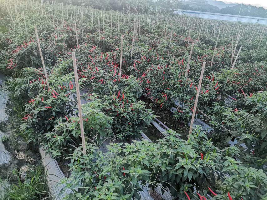 信息可视化风格的概念图,展示小米椒从种子萌发、幼苗生长、开花结果到采收留种的完整生命周期。图中重点标注辣椒籽在起始与结尾环节的循环作用,配有简笔图标和箭头流程线,体现可持续农业理念 小米椒全生命周期概念图