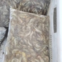 活虾速冻欢迎下单质量保证