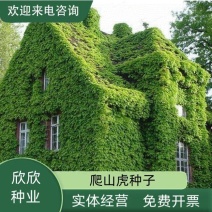 新采爬山虎种子园林绿化行道树苗木种子庭院爬藤植物林木树种