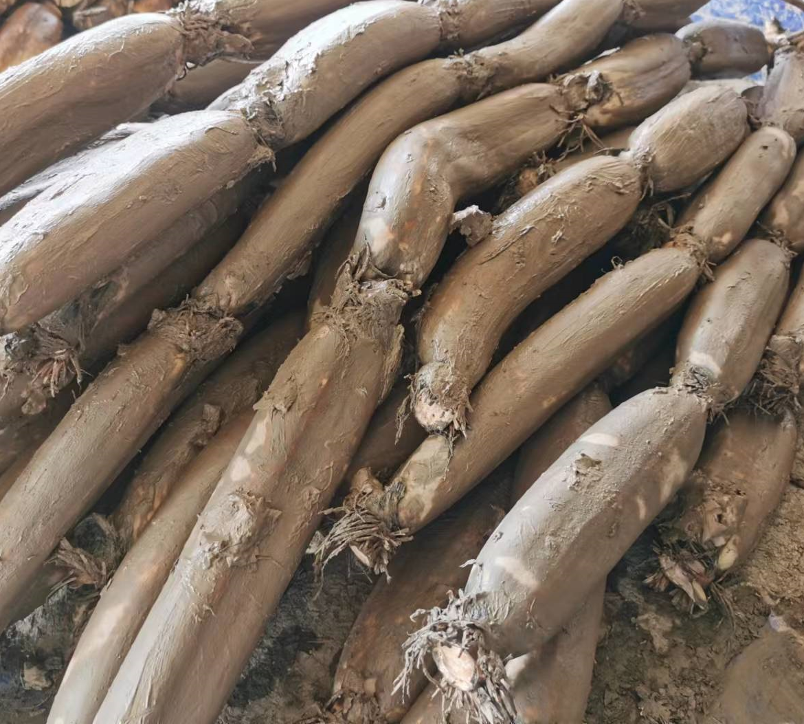 洪湖莲藕种苗种植基地