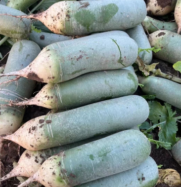 [水果萝卜批发]潍县青萝卜,水果萝卜,对接电商,市场批发,加工厂价格0.