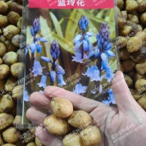 蓝铃花种球进口多年生秋冬种花卉野风信子耐寒球茎种籽球
